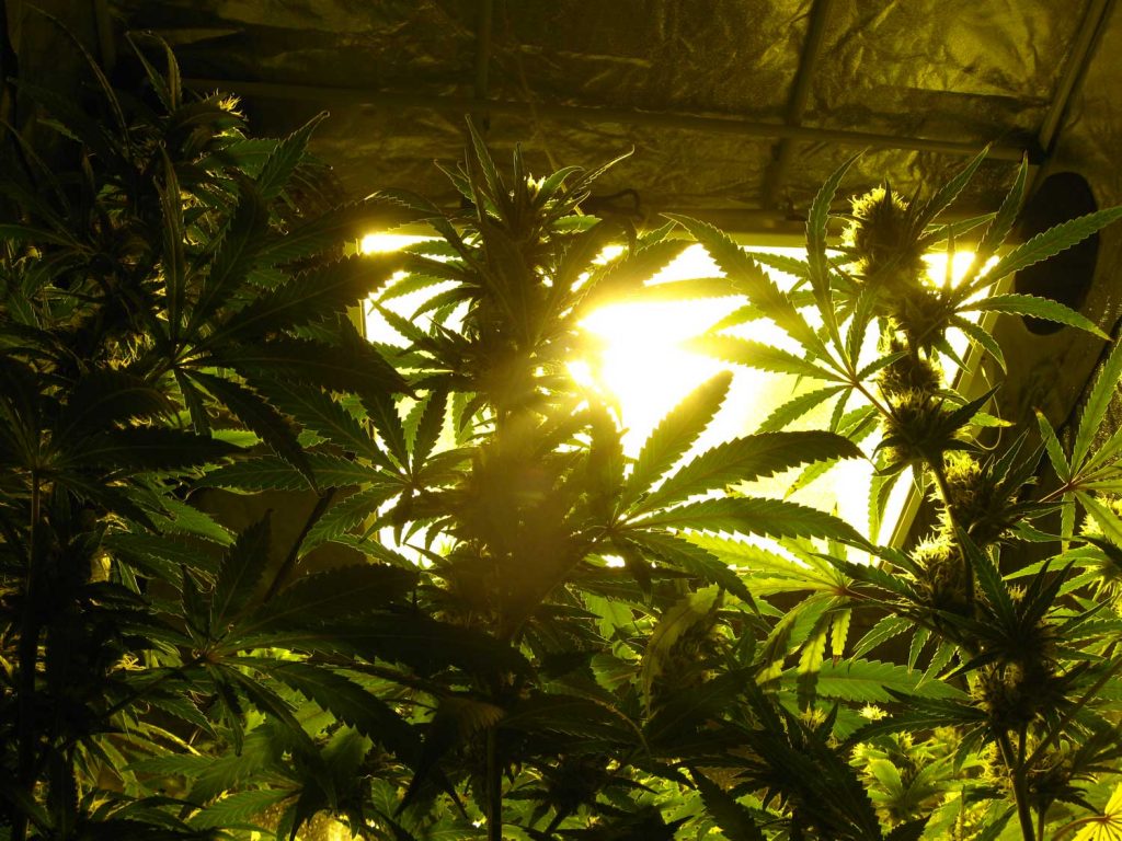Luces-de-Sodio-para-Cannabis