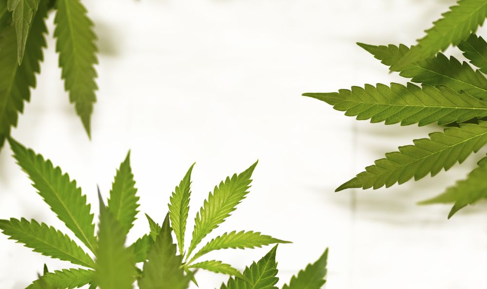 Marco regulatorio respecto al uso del cannabis en chile