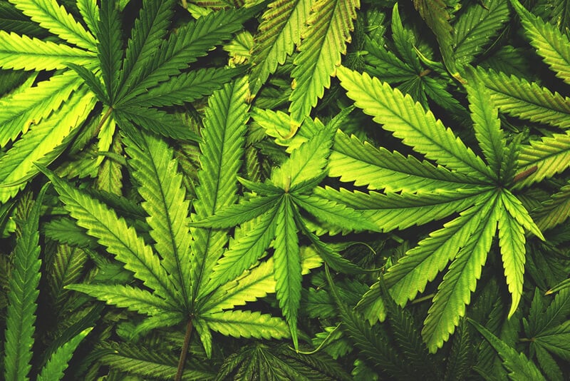 Marco regulatorio uso del cannabis en chile