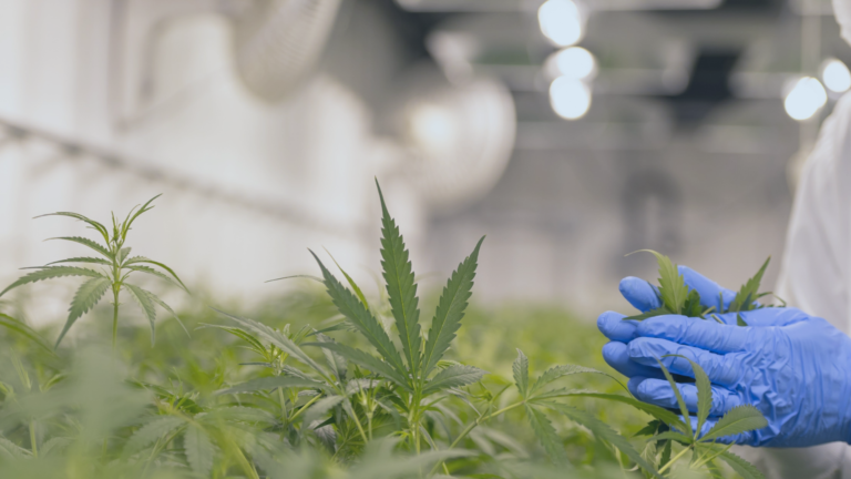Avances en automatización de cultivos aplicado a cannabis