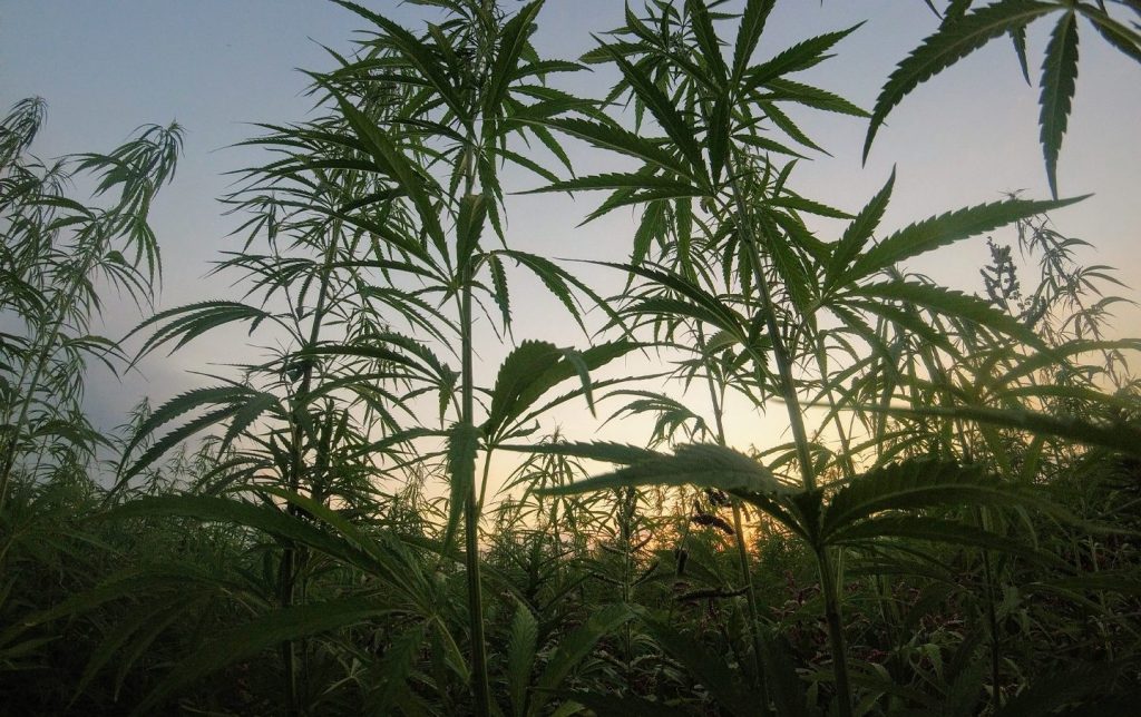 Ph en cultivos de cannabis
