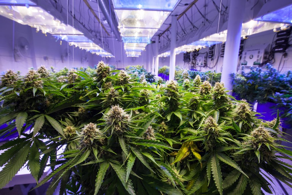 cultivos de cannabis indoor