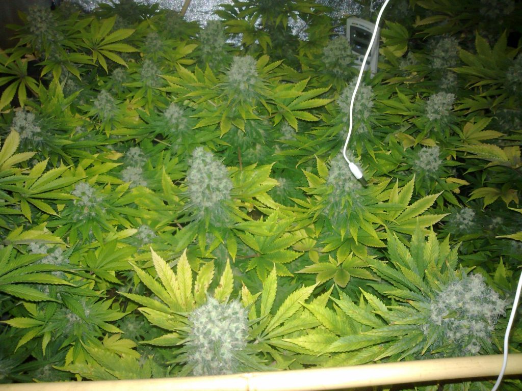 electroconductividad en el cultivo interior de cannabis