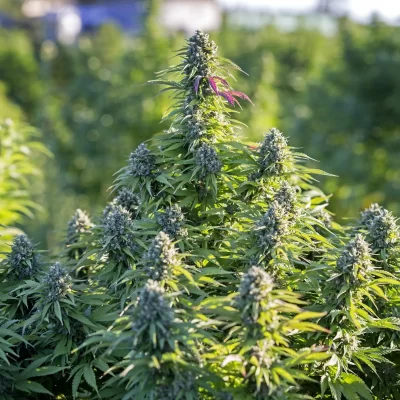 Diferencias entre cultivo de interior y de exterior de cannabis