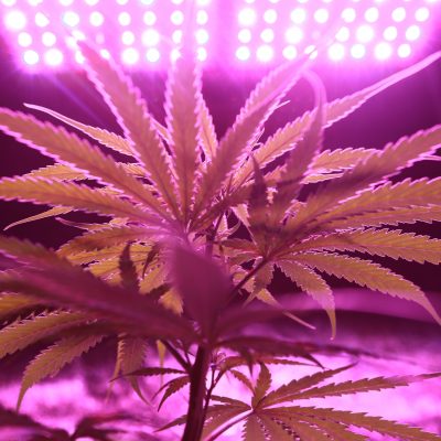 humidificar cultivo de marihuana